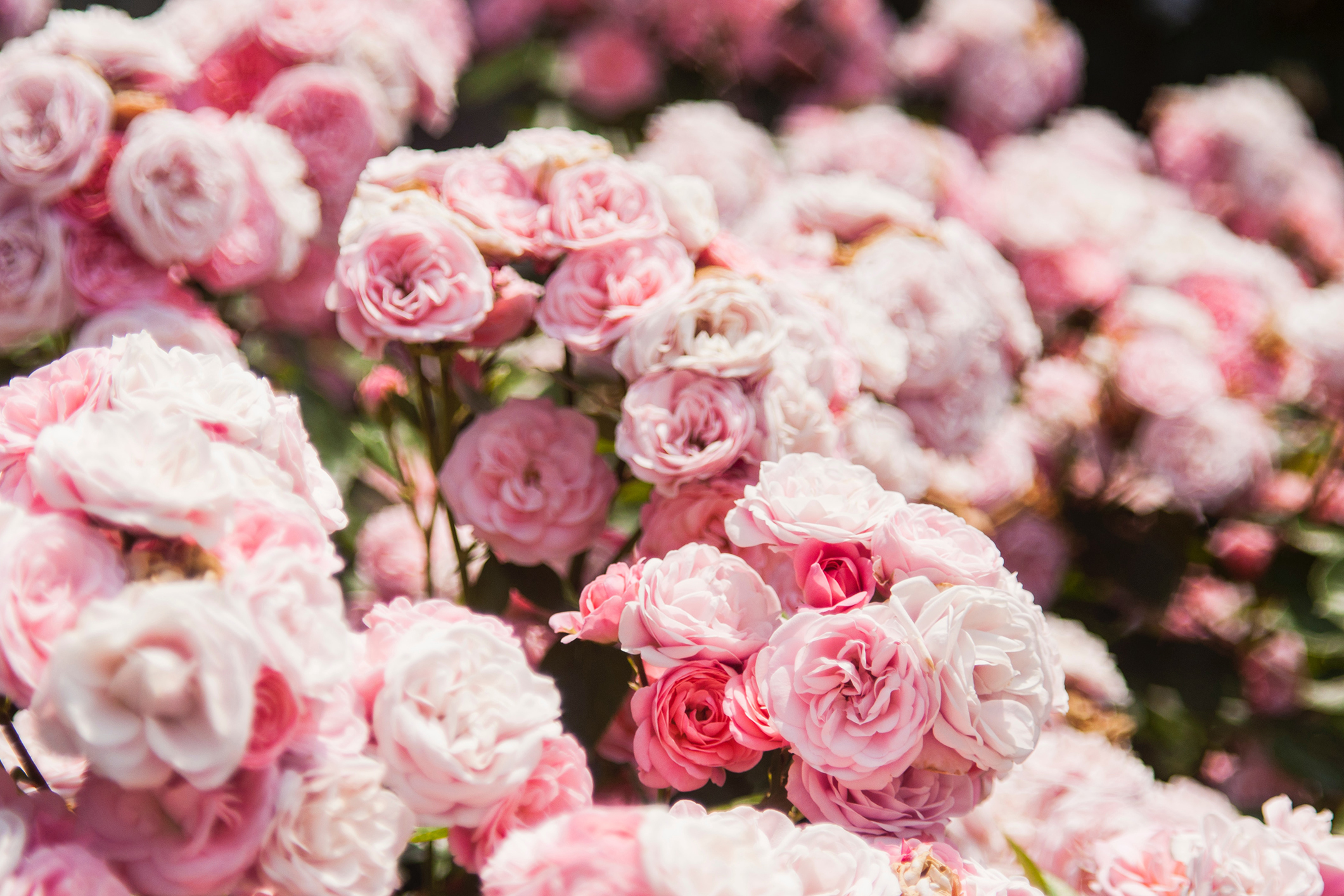 Photo by Al Soot on Unsplash Photo by Al Soot on Unsplash